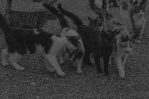 A group of cats of different breeds walking