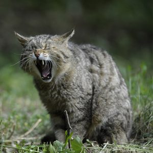 Cat with open mouth in garden