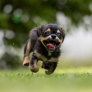 Little dog running in garden