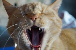 Yawning cat with a sharp teeth