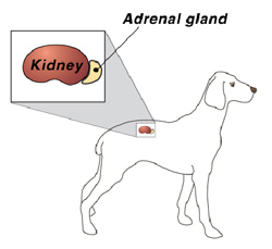 Dog Addison Disease Symptoms