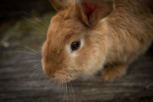 cute brown rabbit
