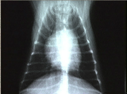 x ray of healthy dog heart