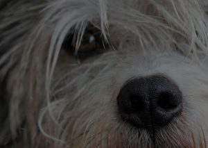 Dog with long hair close up