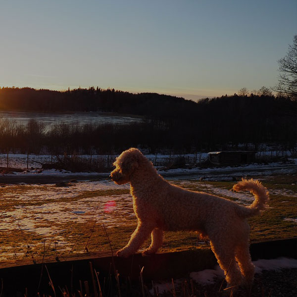 Dog enjoys a beautiful sunset