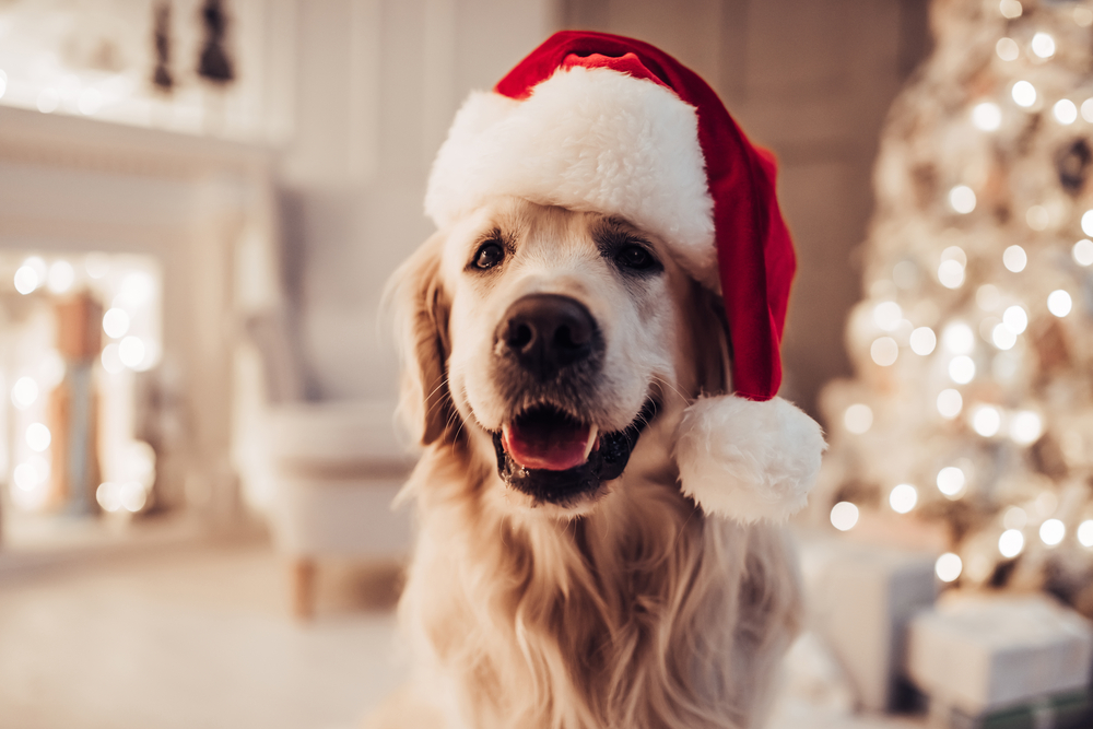 Merry,Christmas,And,Happy,New,Year!,Cheerful,Dog,Labrador,Is - Vet in  Hamilton | Animal Hospital of Stoney Creek