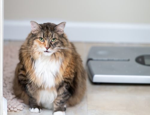 What’s the BIG Deal About Pet Obesity?