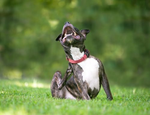 Itching in Pets: Problems and Solutions
