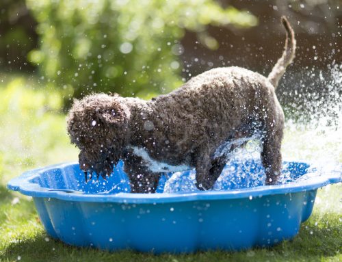 Heat Safety for Pet Owners