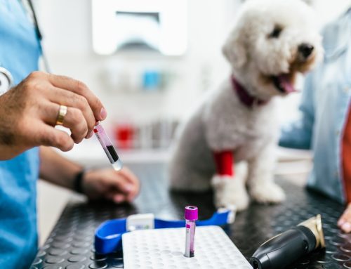 The Value of Normal: Your Pet’s Annual Wellness Screenings