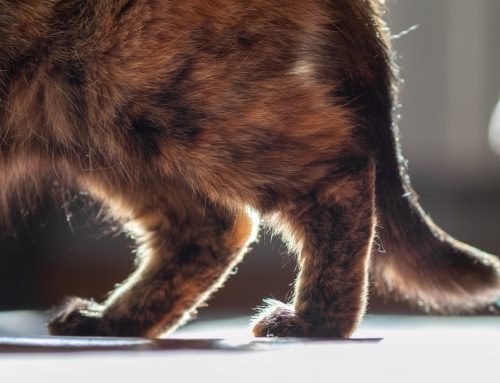 The Silent Struggle: Demystifying Feline Arthritis