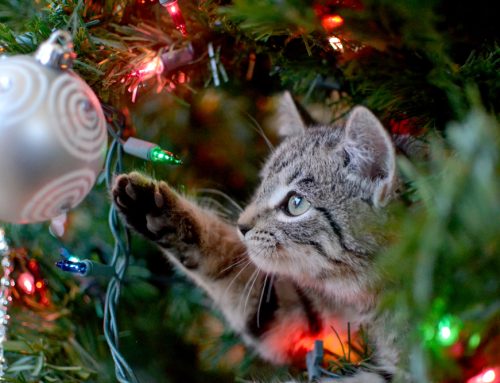 5 Holiday Safety Tips for Pet Owners